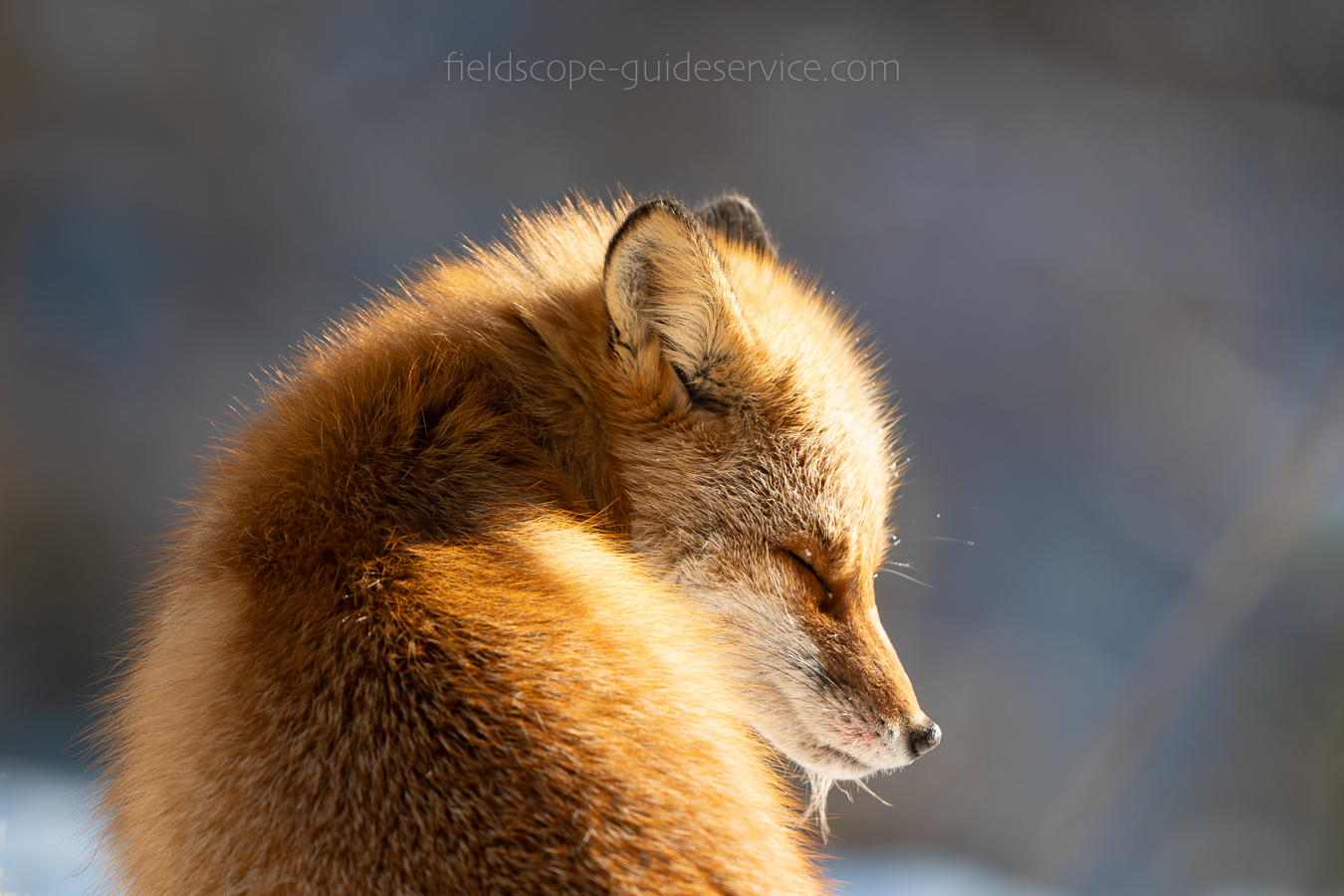 北海道野生動物、観察&撮影ガイド» Fieldscope. guide service