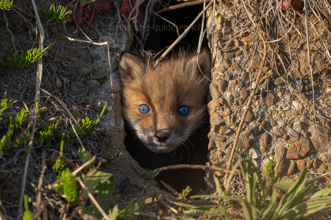北海道野生動物、観察&撮影ガイド» Fieldscope. guide service